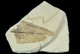 Partial Fossil Leaf - Green River Formation #109662-1